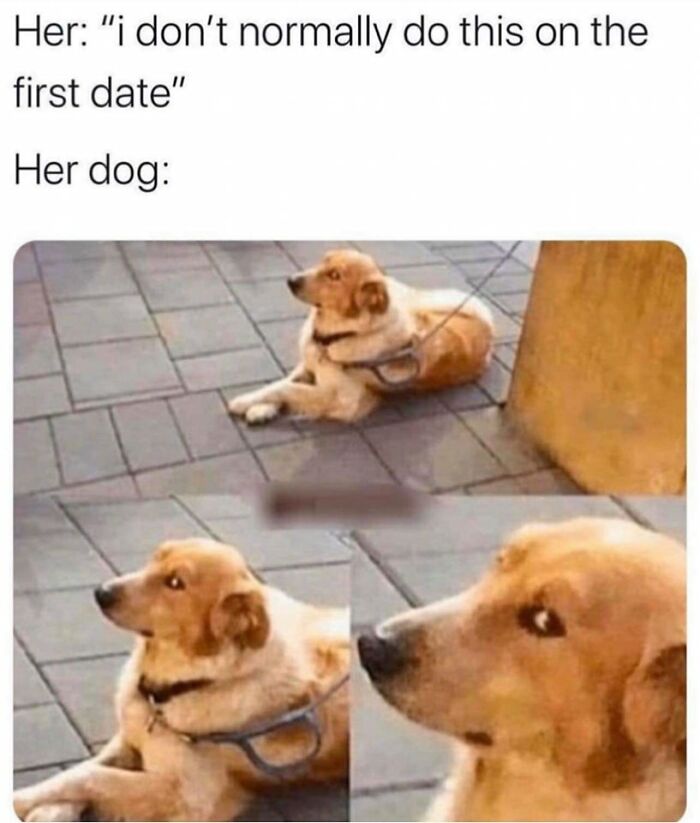 Funny-Dog-Memes-Pics