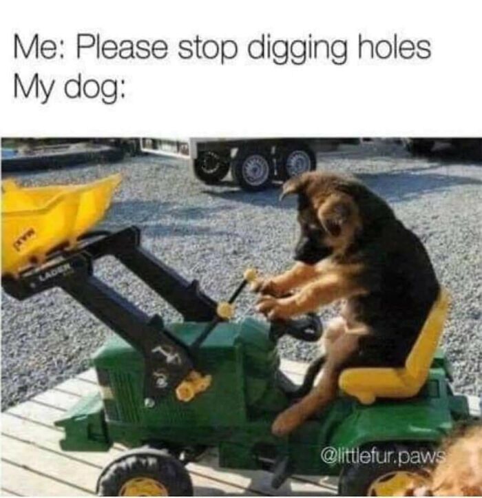 Funny-Dog-Memes-Pics