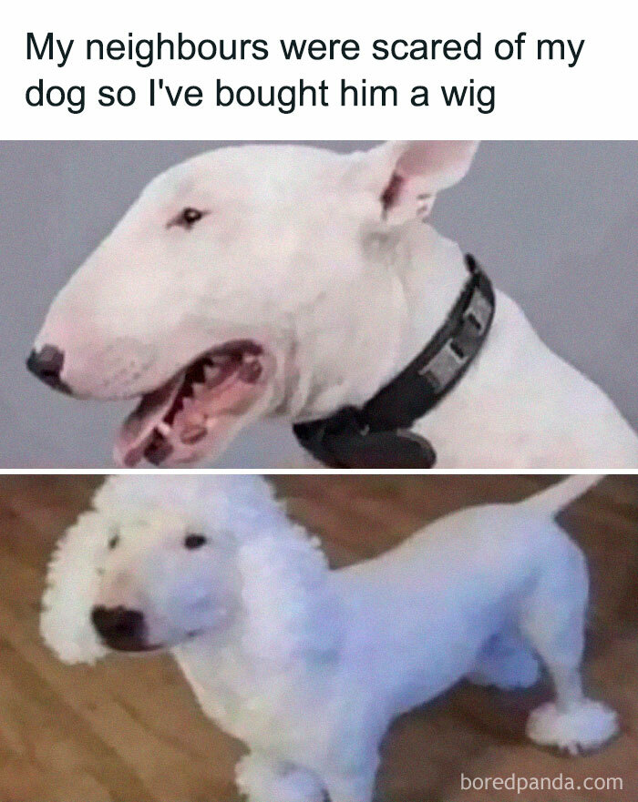 This Facebook Page Is All About Relatable Dog Memes This Facebook Page Is All About Relatable Dog Memes