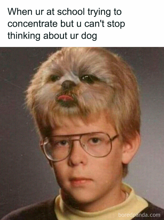 Funny-Dog-Memes-Pics