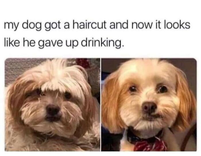 Funny-Dog-Memes-Pics