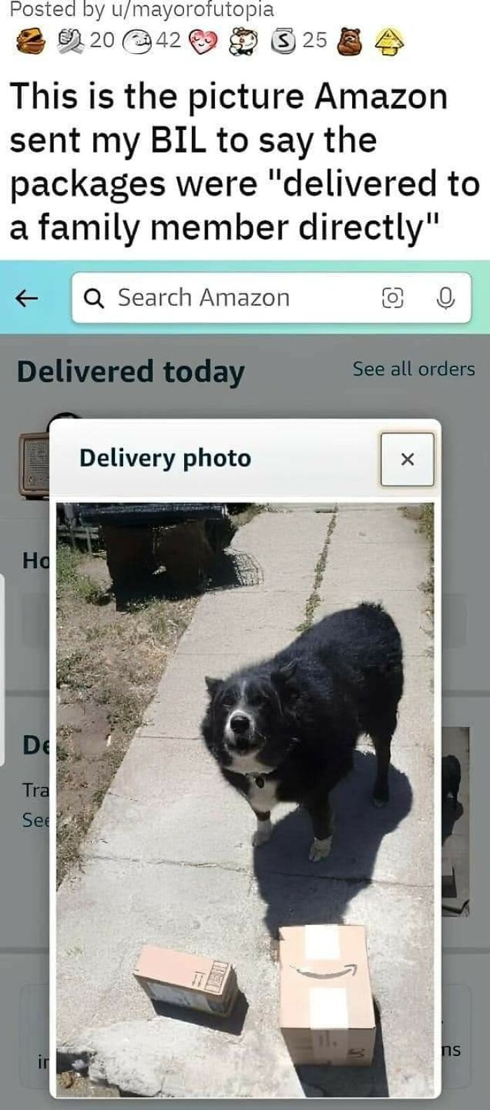 Funny-Dog-Memes-Pics