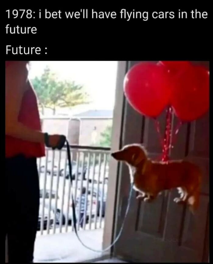 Funny-Dog-Memes-Pics