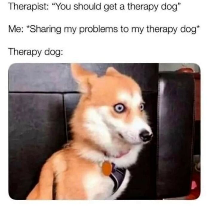 Funny-Dog-Memes-Pics