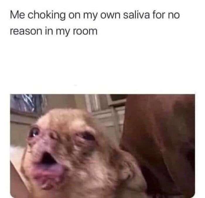 Funny-Dog-Memes-Pics