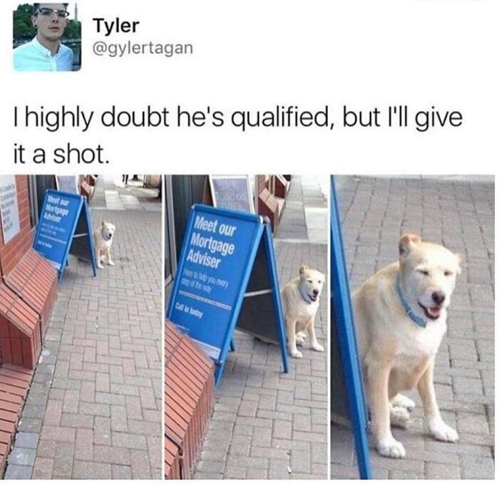 Funny-Dog-Memes-Pics