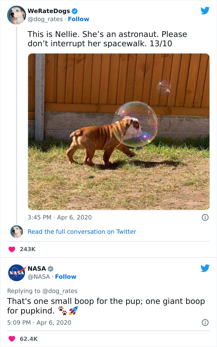This Facebook Page Is All About Relatable Dog Memes Here Are 50 Of The This Facebook Page Is All About Relatable Dog Memes Here Are 50 Of The