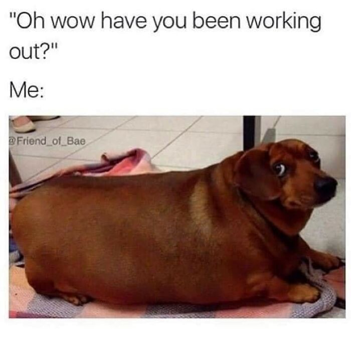 Funny-Dog-Memes-Pics