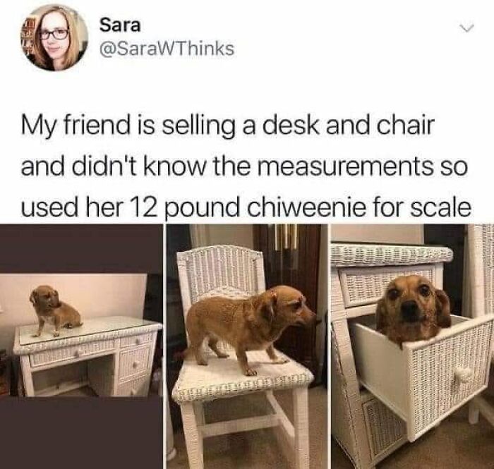 Funny-Dog-Memes-Pics