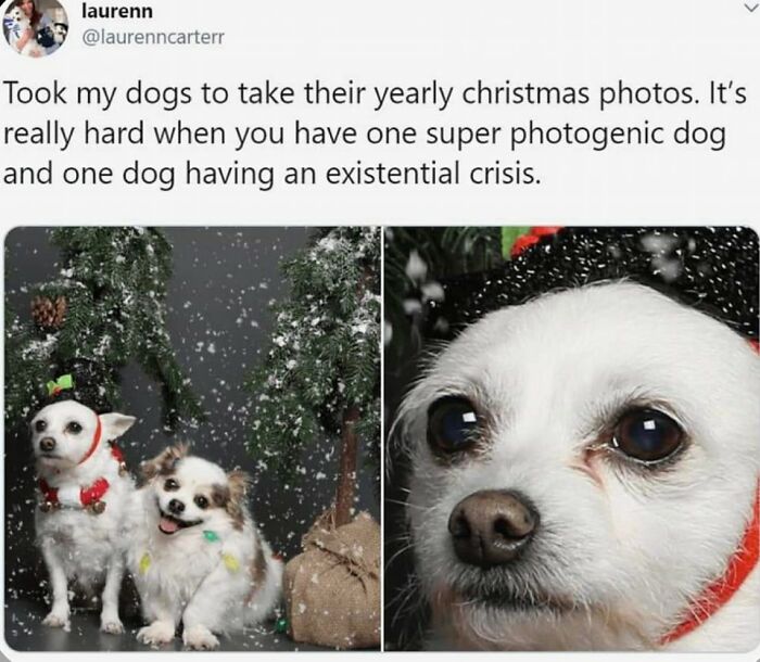 Funny-Dog-Memes-Pics