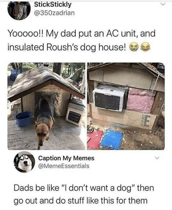 Funny-Dog-Memes-Pics