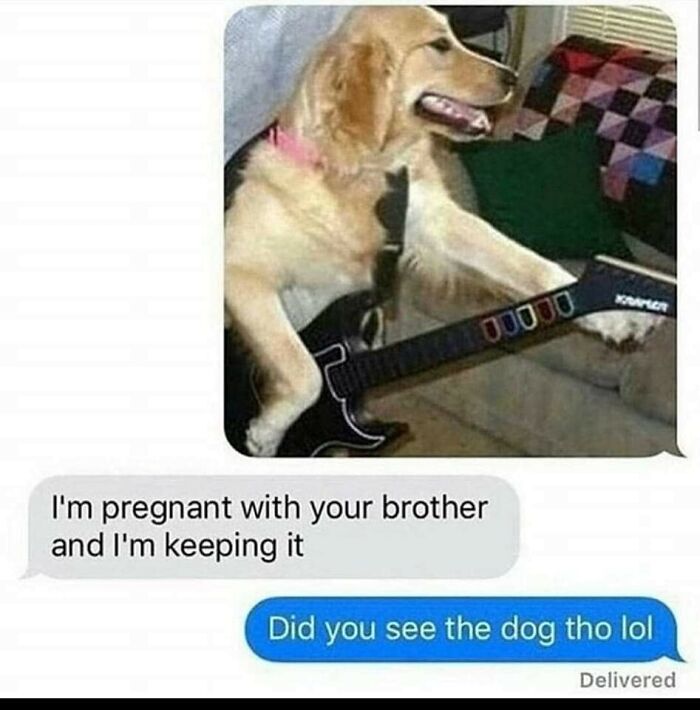 Funny-Dog-Memes-Pics