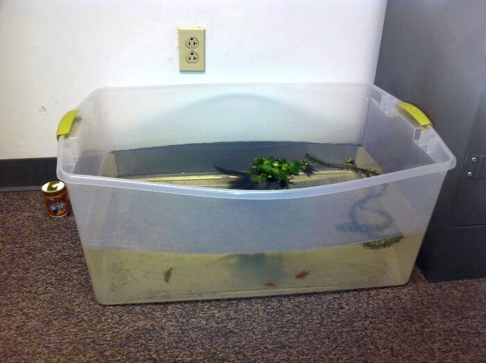 My Passive-Aggressive Co-Worker Got Tired Of The Buckets Of Water Collecting In Her Office From The Leaking Ceiling, So She Made An Aquarium