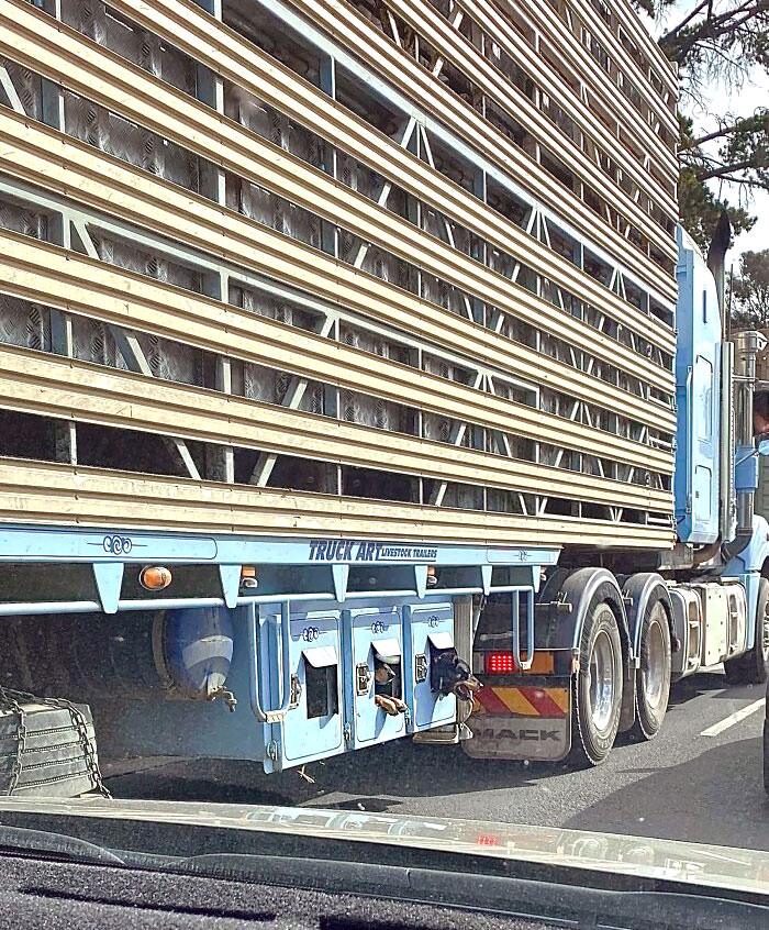 Cattle Dogs Being Transported Under The Herd