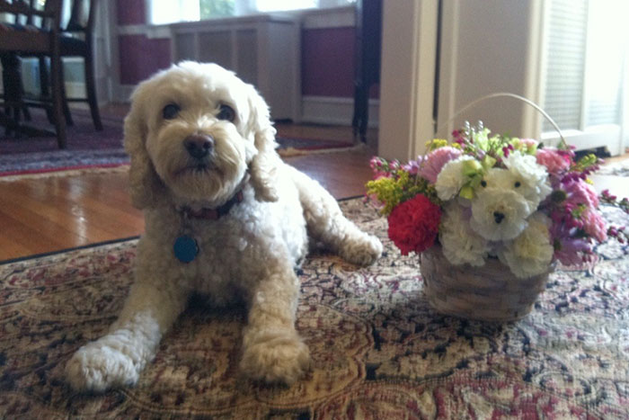 My Dad Got My Mom A Floral Arrangement That Looks Like My Dog For Mother's Day