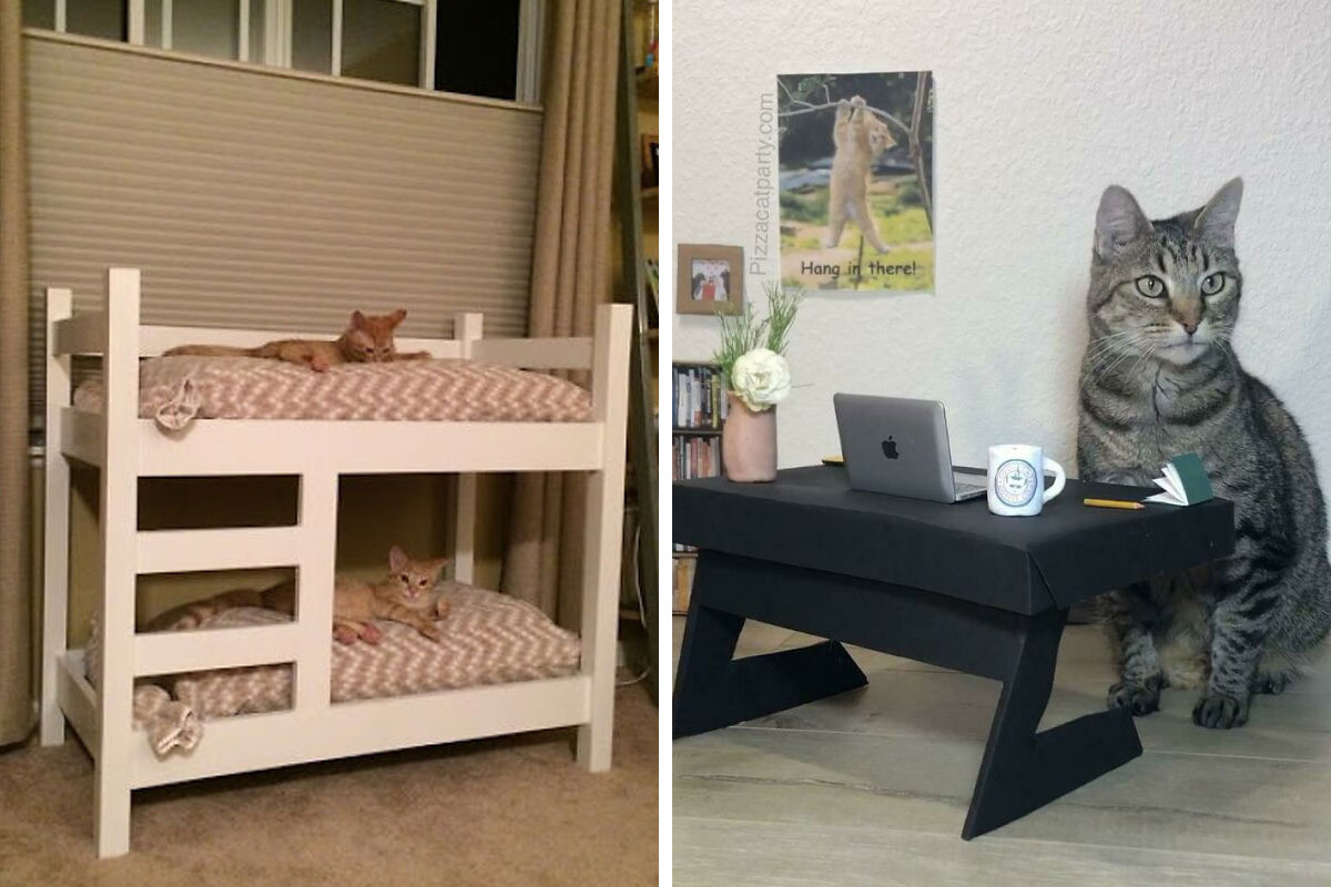 45 Bunk Beds, Offices, And Living Rooms Created Specifically For Cats, As Shared In This Dedicated Online Group
