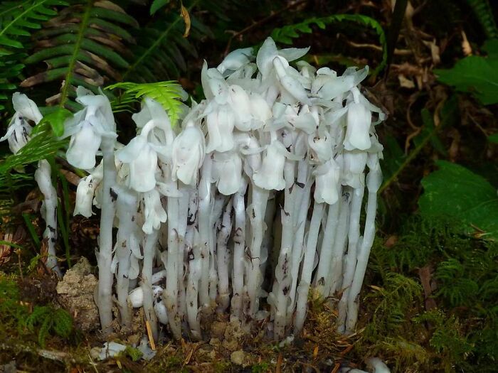 close up view of Monotropa Uniflora flowers