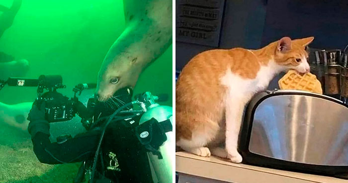 50 Times Animals Acted So Hilariously Devious, They Ended Up Being Shared On The “Animals Going Goblin Mode” Twitter Account (New Pics)