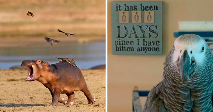 This Internet Group Shares Images Of Birds Being Jerks, Here Are The 40 Funniest Ones