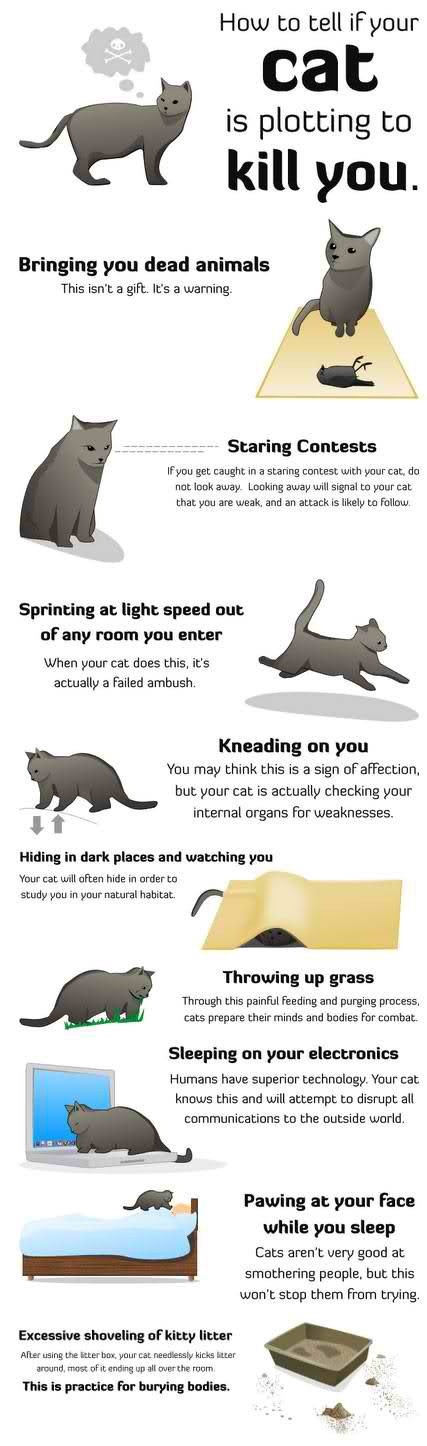 how-to-tell-if-your-cat-is-plotting-to-kill-you.jpg