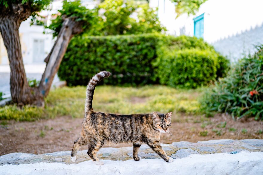 Hydra's Feline Fantasy: 40 Captivating Photos Of The Island's Beloved Cats
