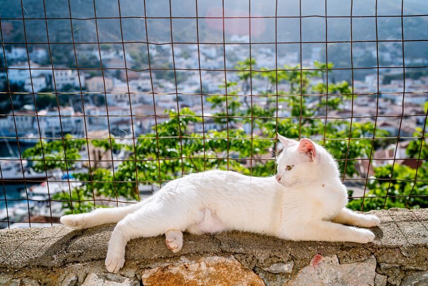 Hydra's Feline Fantasy: 40 Captivating Photos Of The Island's Beloved Cats