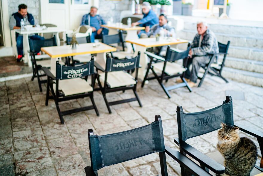 Hydra's Feline Fantasy: 40 Captivating Photos Of The Island's Beloved Cats