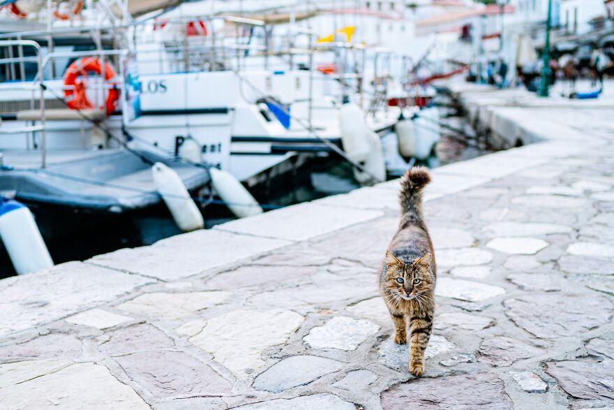 Hydra's Feline Fantasy: 40 Captivating Photos Of The Island's Beloved Cats
