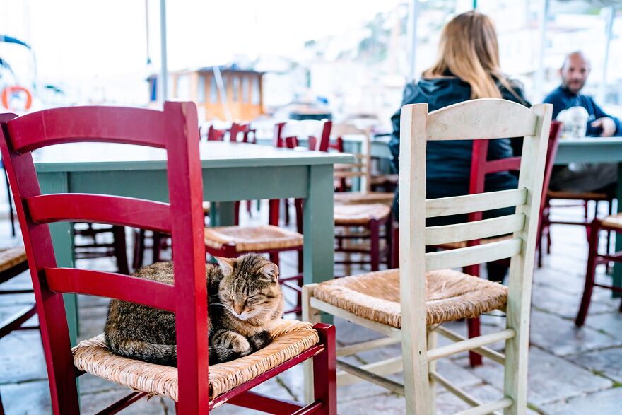 Hydra's Feline Fantasy: 40 Captivating Photos Of The Island's Beloved Cats