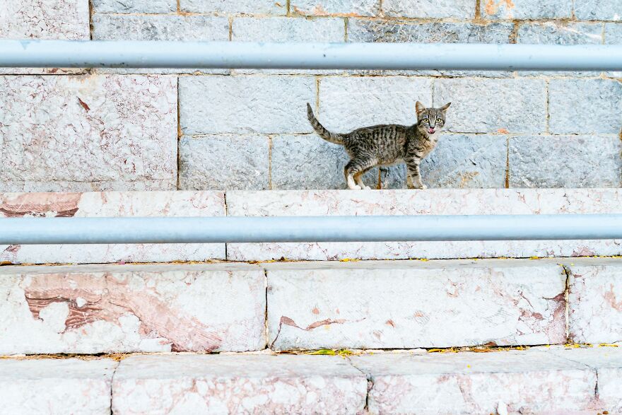 Hydra's Feline Fantasy: 40 Captivating Photos Of The Island's Beloved Cats