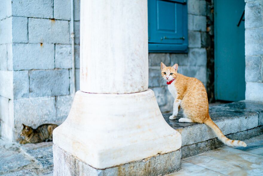 Hydra's Feline Fantasy: 40 Captivating Photos Of The Island's Beloved Cats