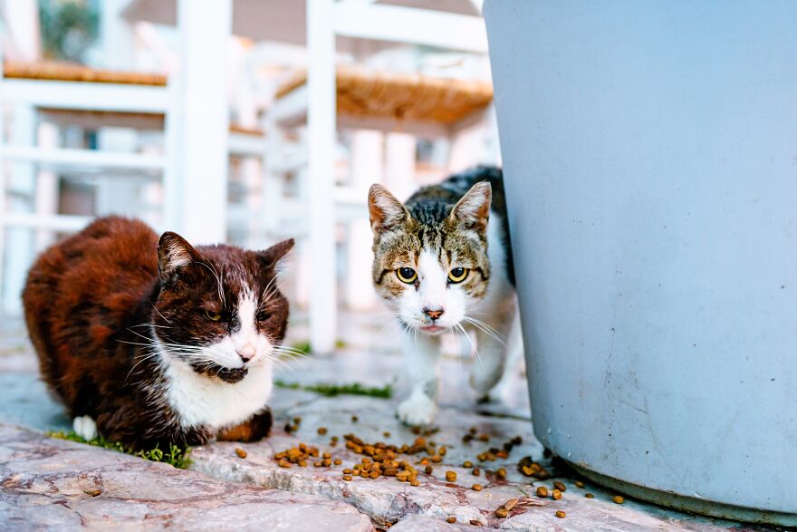 Hydra's Feline Fantasy: 40 Captivating Photos Of The Island's Beloved Cats