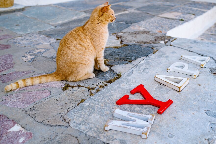 Hydra's Feline Fantasy: 40 Captivating Photos Of The Island's Beloved Cats