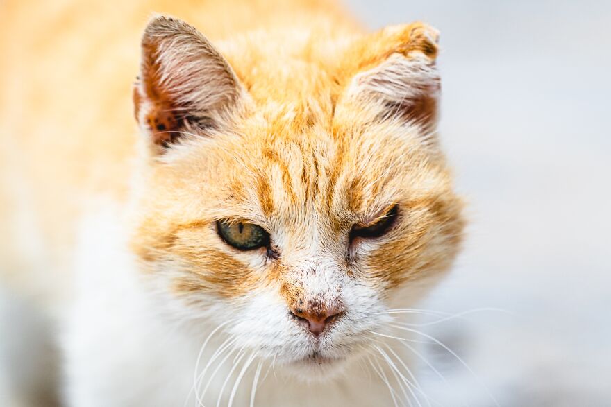 Hydra's Feline Fantasy: 40 Captivating Photos Of The Island's Beloved Cats