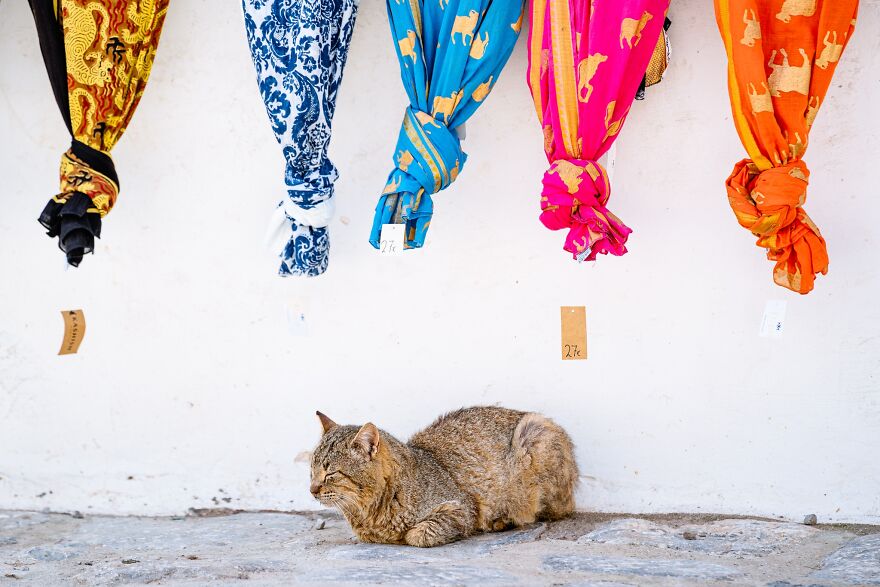 Hydra's Feline Fantasy: 40 Captivating Photos Of The Island's Beloved Cats
