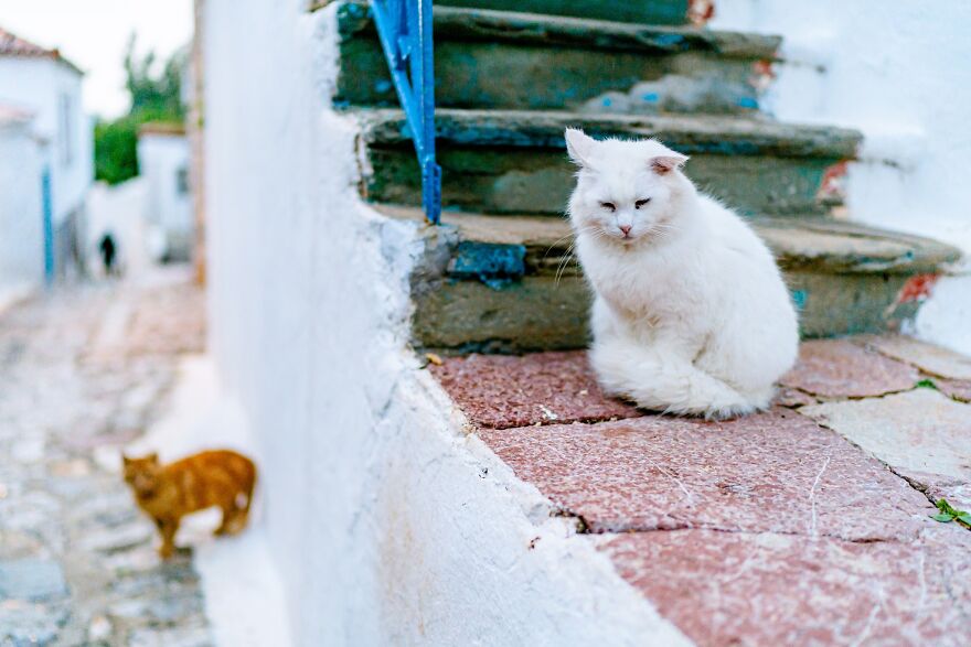 Hydra's Feline Fantasy: 40 Captivating Photos Of The Island's Beloved Cats