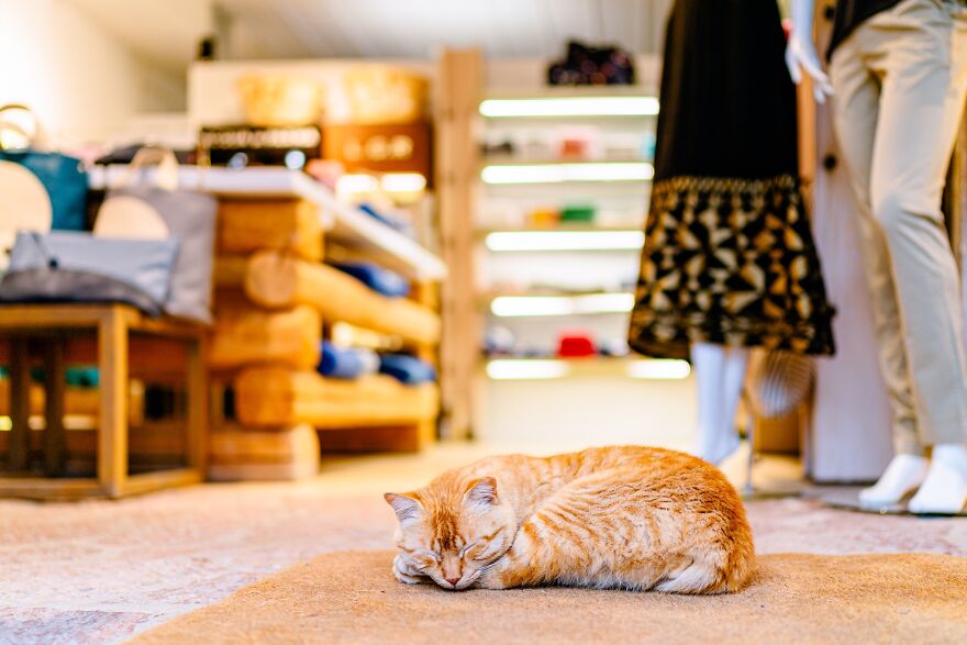 Hydra's Feline Fantasy: 40 Captivating Photos Of The Island's Beloved Cats