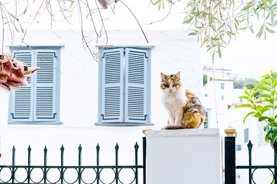 Hydra's Feline Fantasy: 40 Captivating Photos Of The Island's Beloved Cats