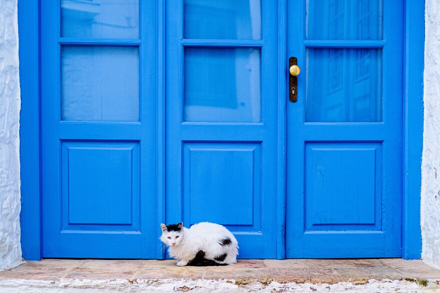 Hydra's Feline Fantasy: 40 Captivating Photos Of The Island's Beloved Cats