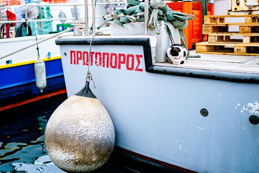 Hydra's Feline Fantasy: 40 Captivating Photos Of The Island's Beloved Cats