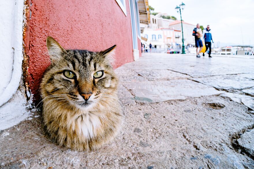 Hydra's Feline Fantasy: 40 Captivating Photos Of The Island's Beloved Cats