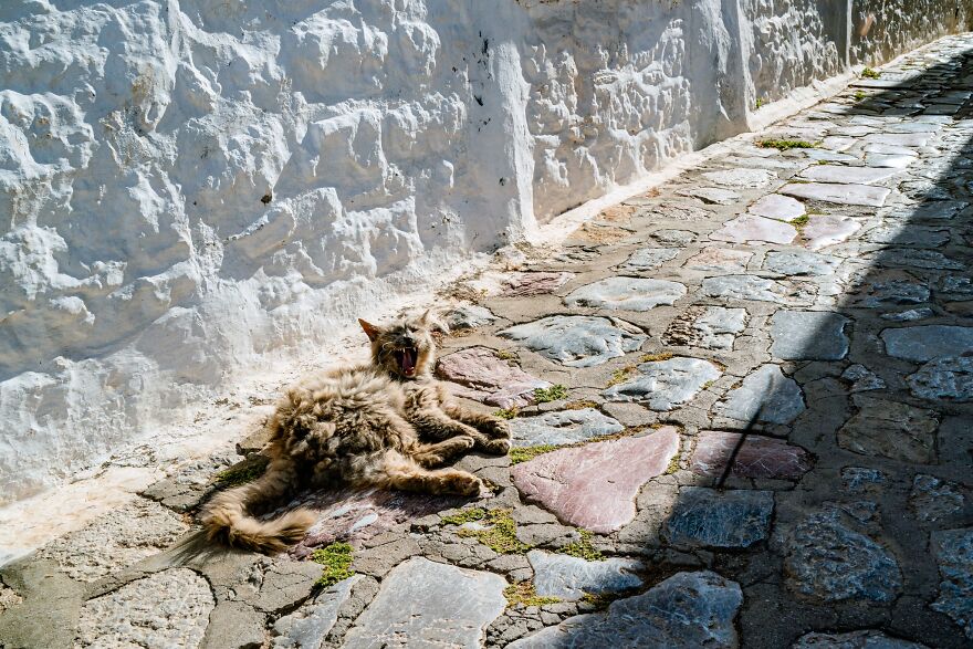 Hydra's Feline Fantasy: 40 Captivating Photos Of The Island's Beloved Cats