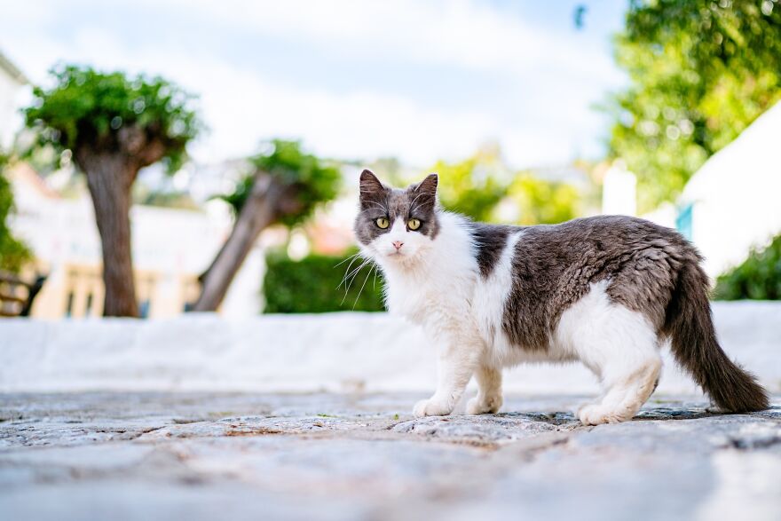 Hydra's Feline Fantasy: 40 Captivating Photos Of The Island's Beloved Cats