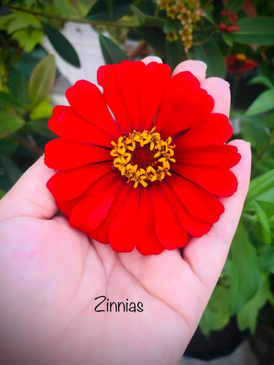 Zinnias Zinnias