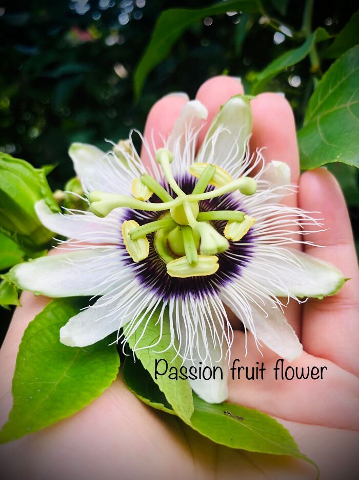 Passion Fruit Flower