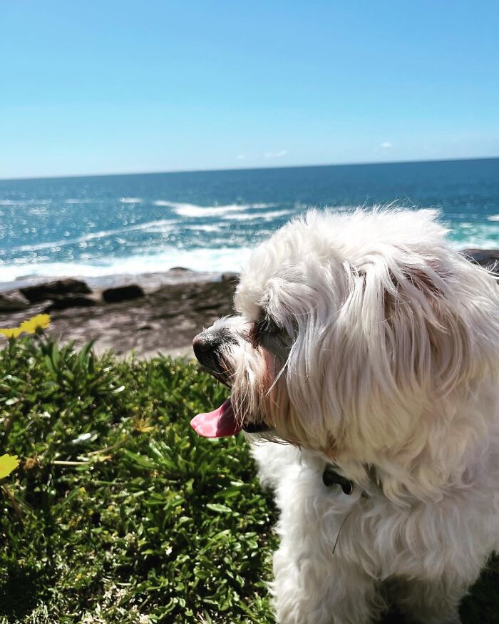 Charlie Loves The Beach