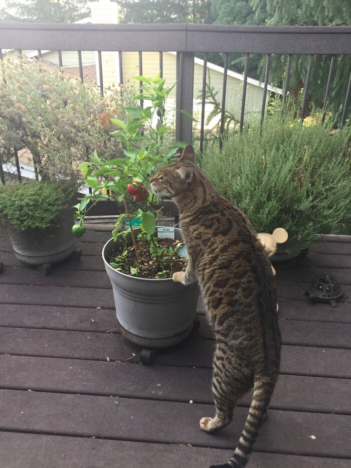 On The Deck Checking How The Chillies Are Doing