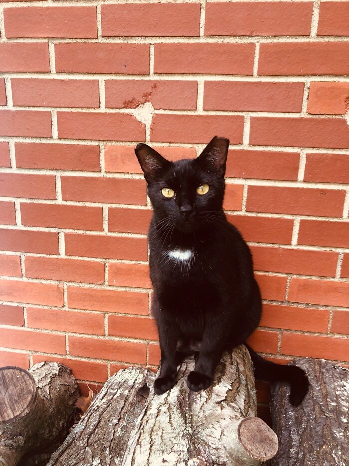 Cosmo Enjoying His Perch On The Wood Pile