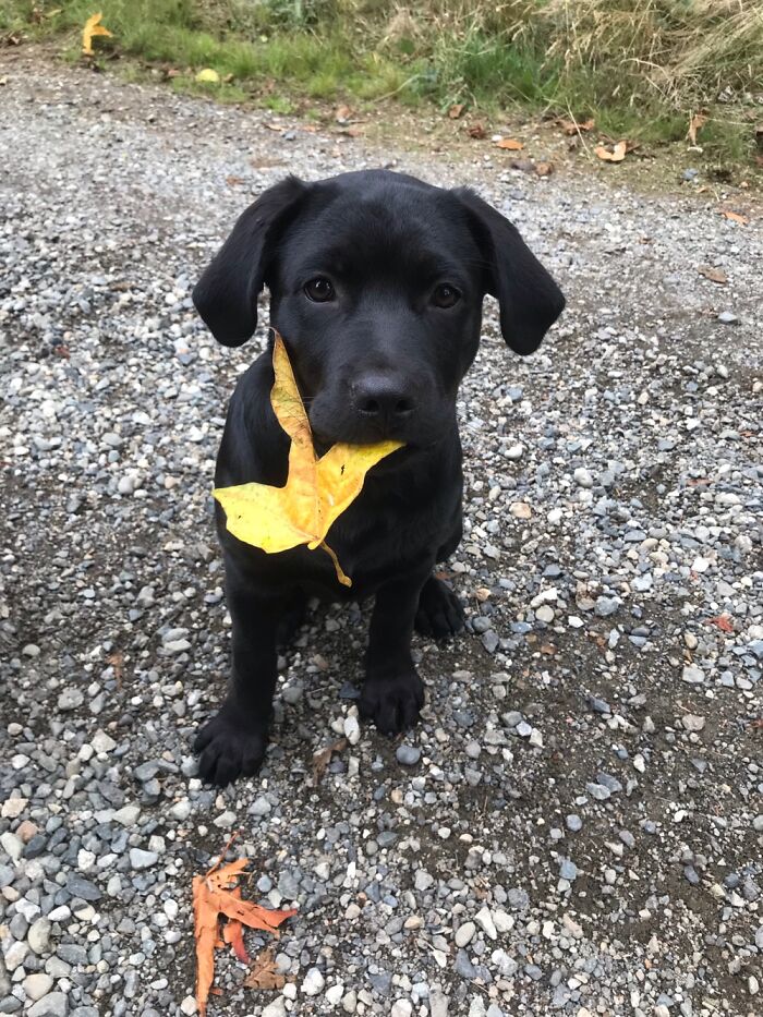 Ripley Is So Proud. She Caught A Leaf!
