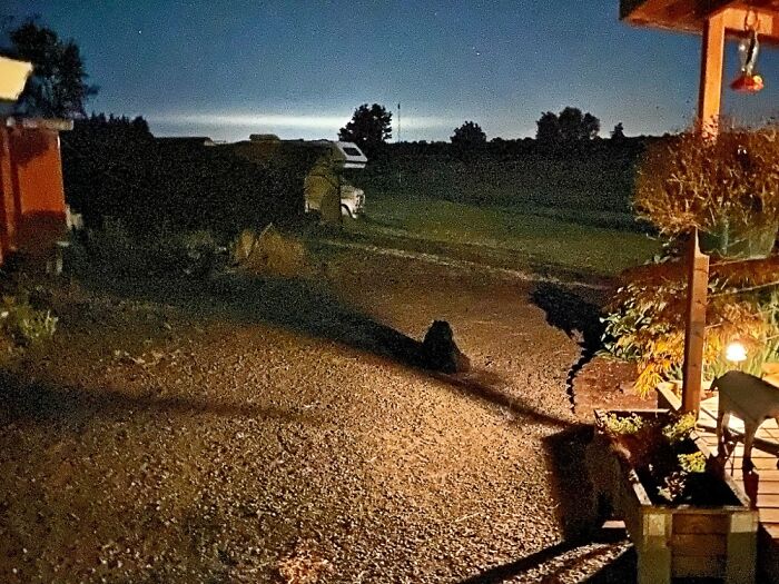 Our Border Collie Mix, Keeping Watch Through The Night; He Surveys The Hay Fields, And Listens